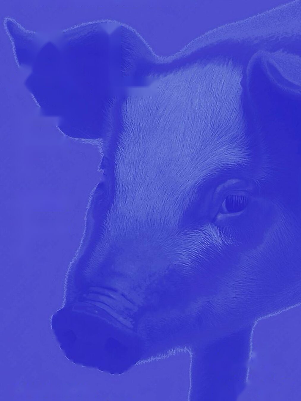 Blue pig artwork for ALFF 2026