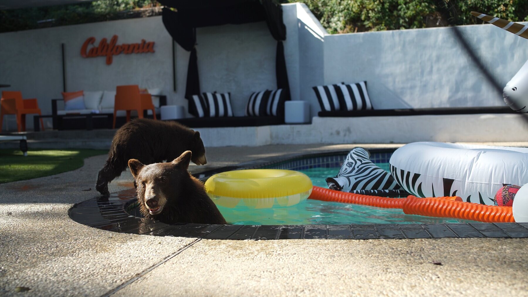 Bear beside a backyard hot tub in Bears in Hot Tubs