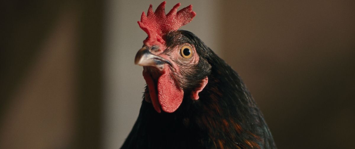 Hen from György Pálfi's film HEN