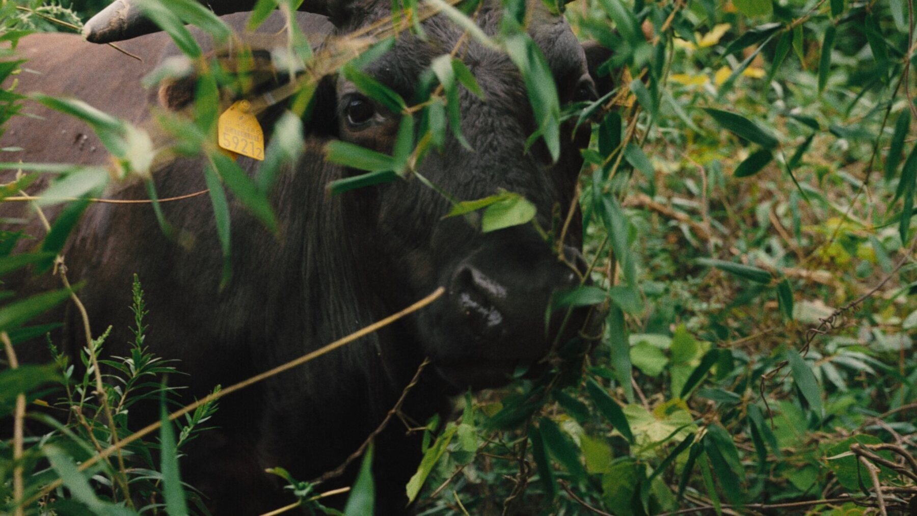 Cows in Momo Garden: The Cows Who Survived Fukushima