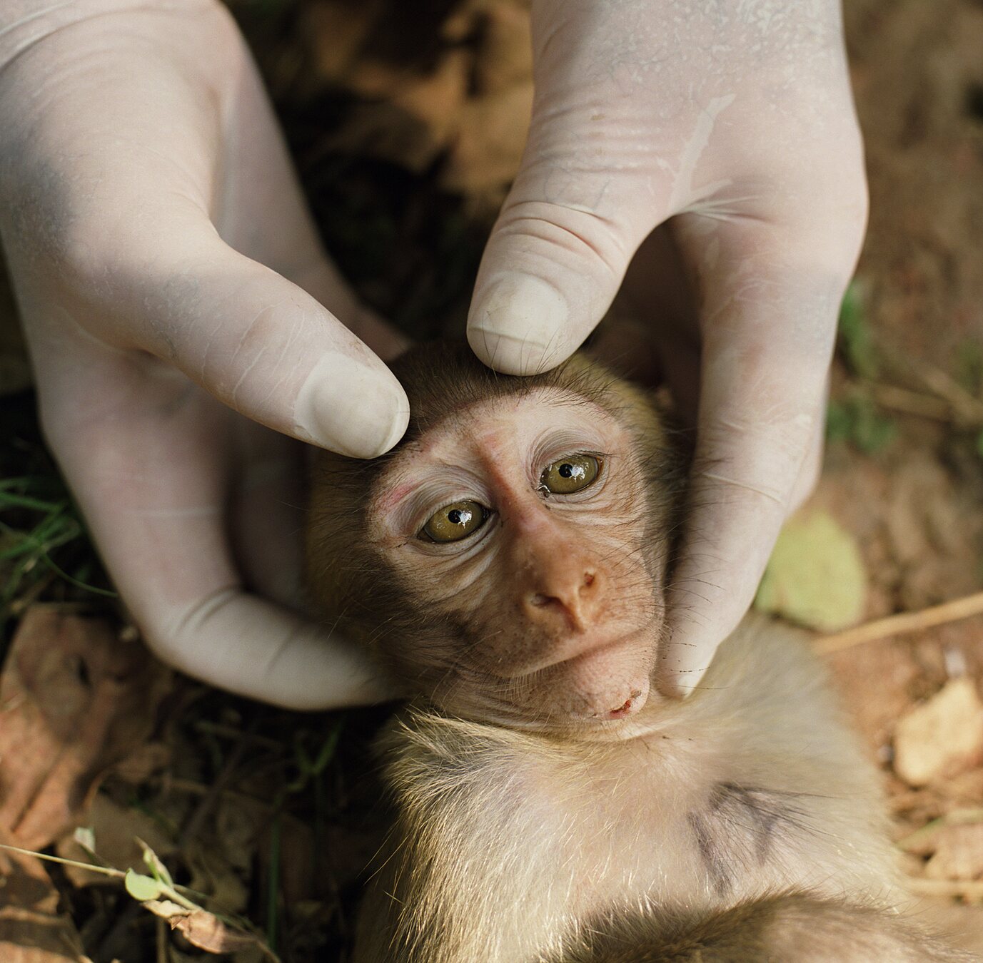 Macaque being examined in Sentient