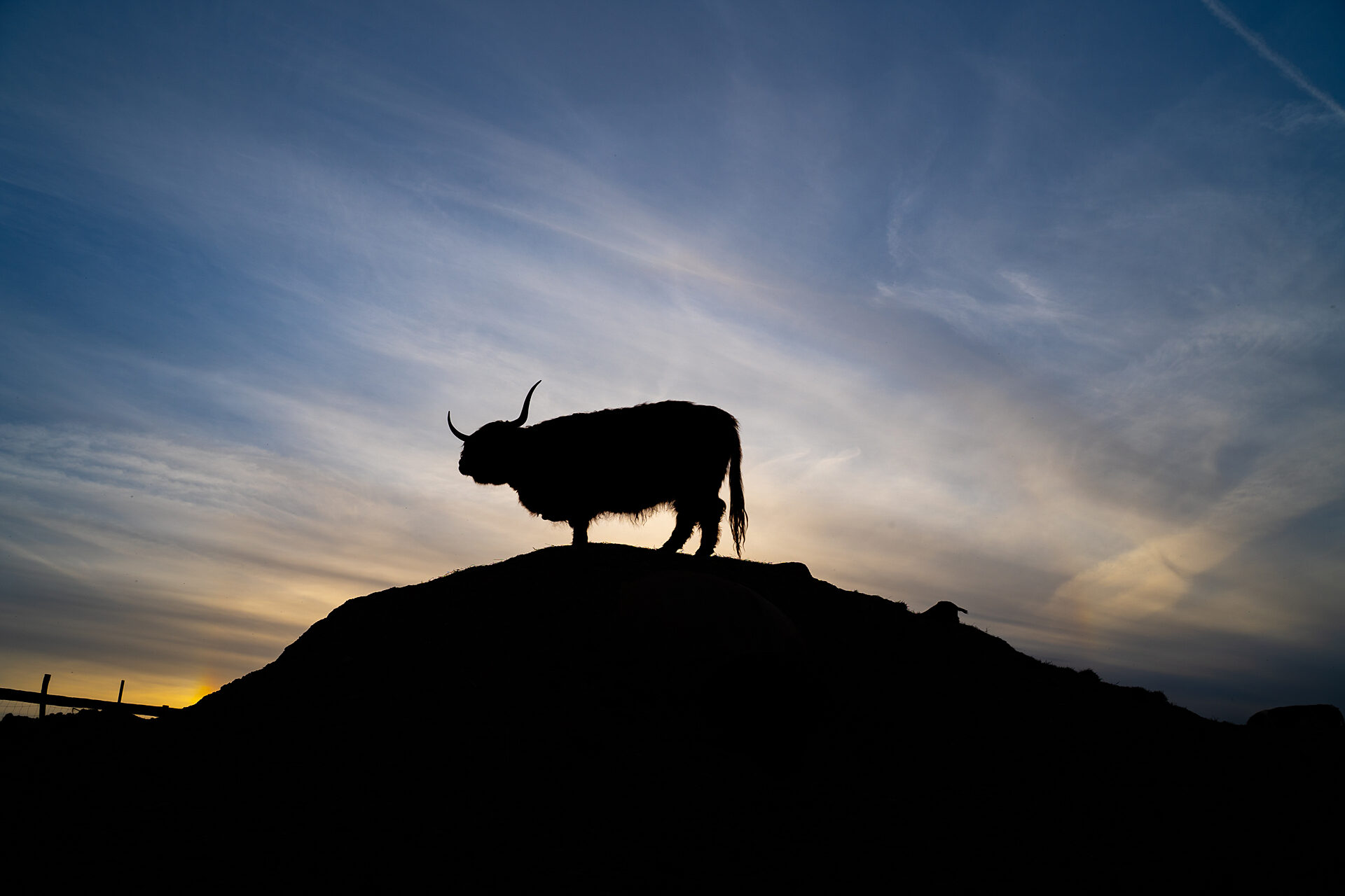 Animal silhouette in ALFF festival imagery